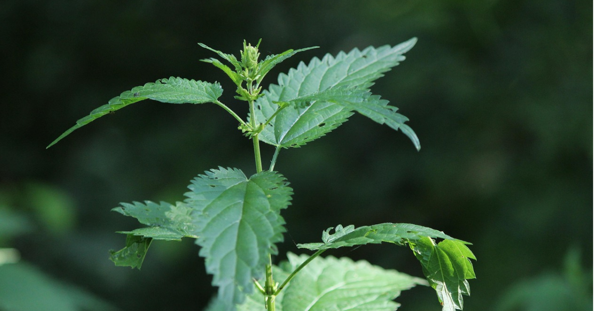 Nettles